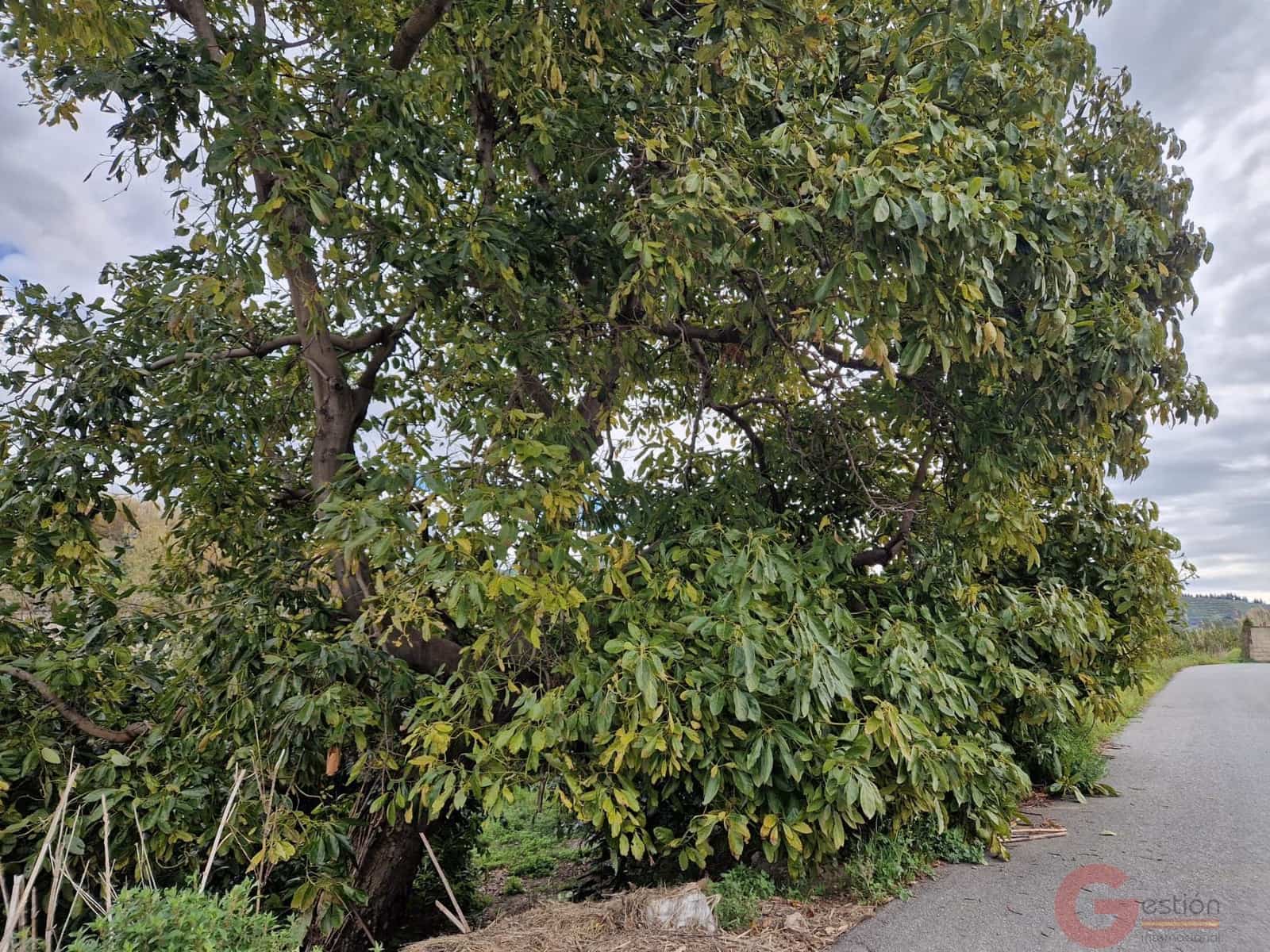 1 bedroom Finca/Country House for sale in Salobrena - € 199,000 (Ref: 9730263)