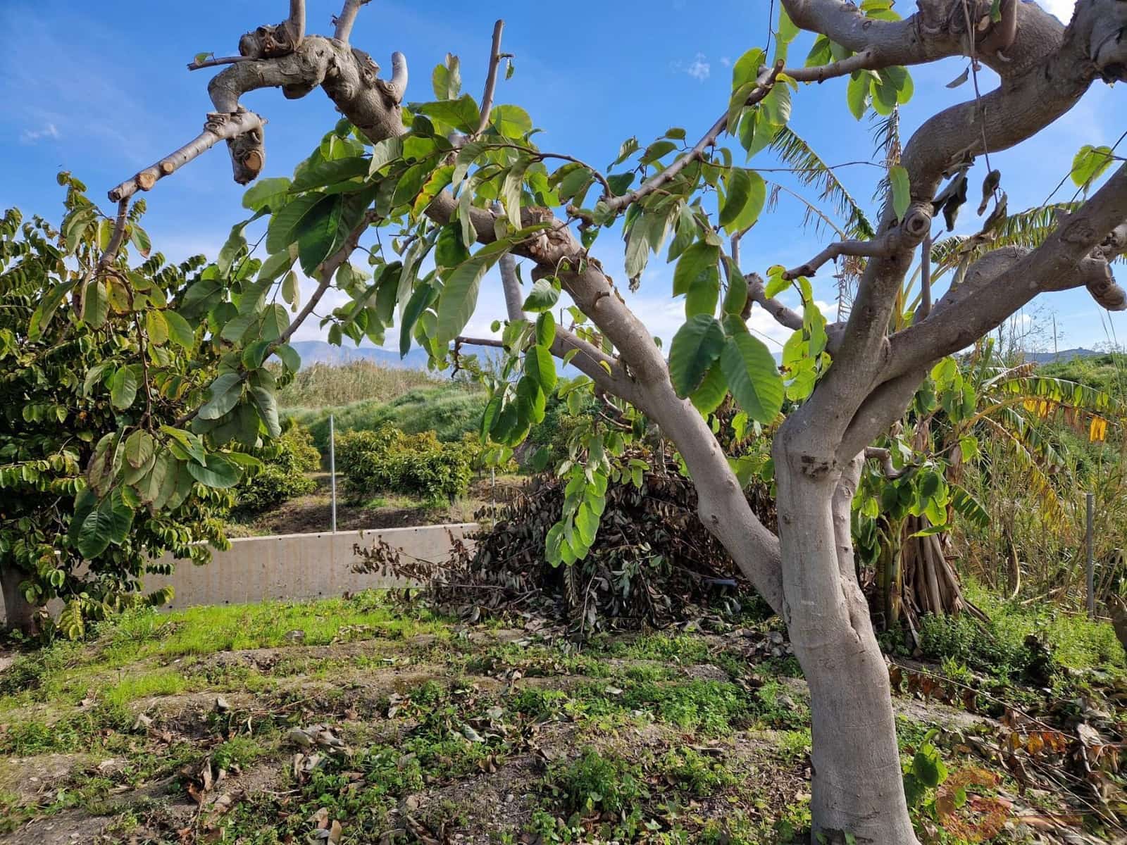 1 bedroom Finca/Country House for sale in Salobrena - € 199,000 (Ref: 9730263)