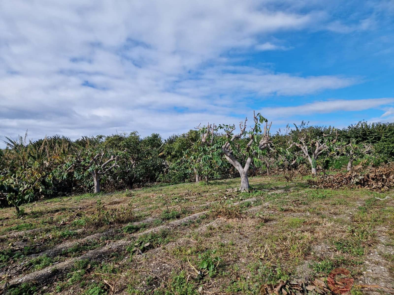 1 bedroom Finca/Country House for sale in Salobrena - € 199,000 (Ref: 9730263)