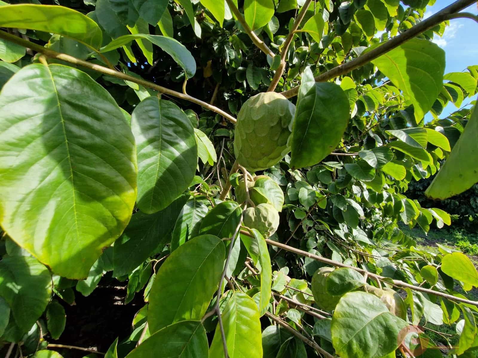 1 bedroom Finca/Country House for sale in Salobrena - € 199,000 (Ref: 9730263)