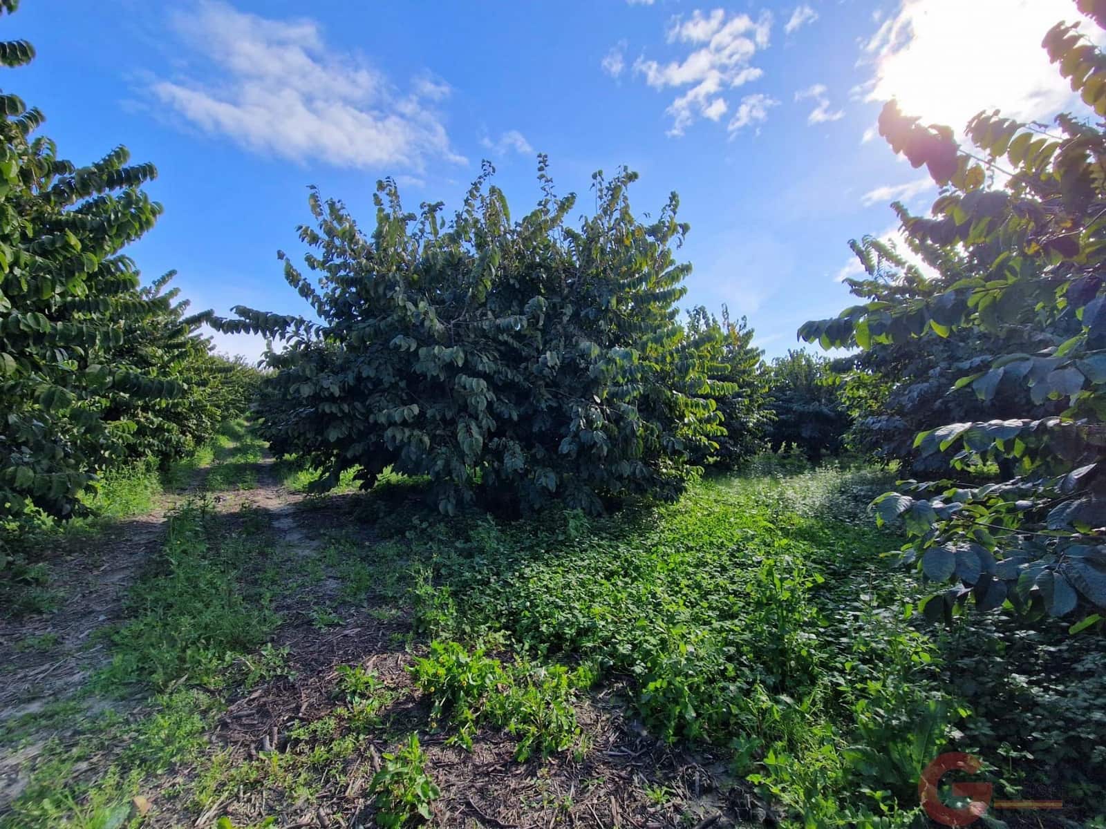 1 bedroom Finca/Country House for sale in Salobrena - € 199,000 (Ref: 9730263)