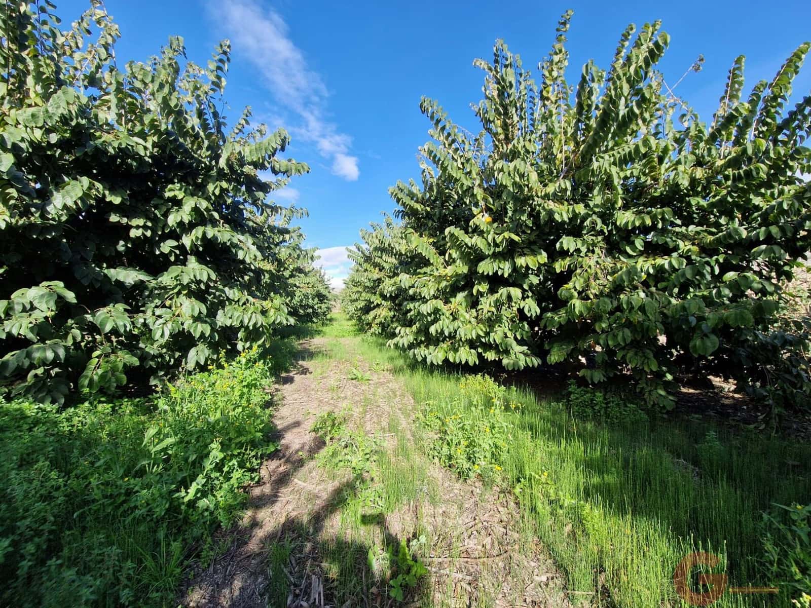 1 bedroom Finca/Country House for sale in Salobrena - € 199,000 (Ref: 9730263)