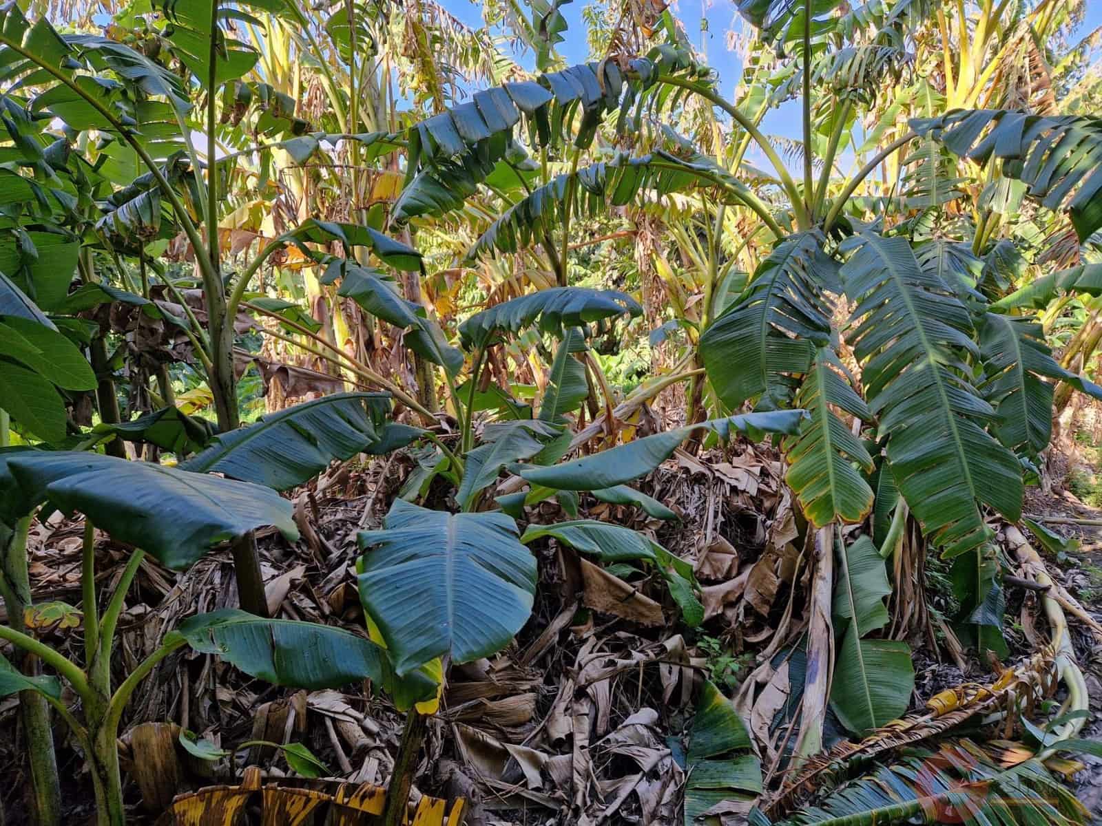 1 bedroom Finca/Country House for sale in Salobrena - € 199,000 (Ref: 9730263)