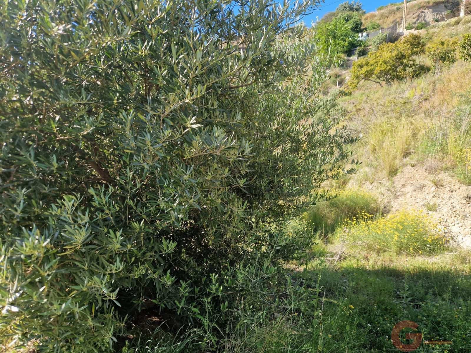 Terreno para Construção para venda em Salobrena - 46 000 € (Ref: 9784979)