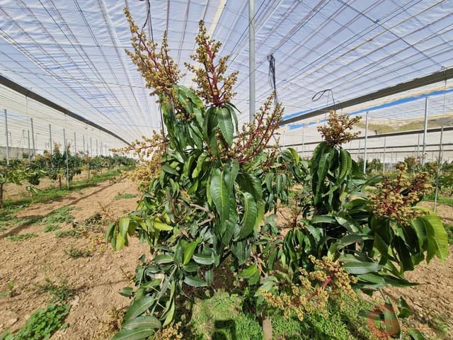 2 sypialnia Finka/Dom wiejski na sprzedaż w Molvízar - 636 000 € (Ref: 9793684)