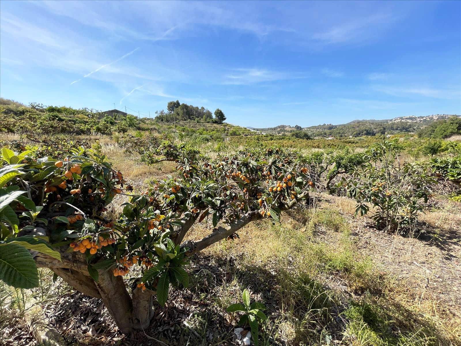 Finca/Landehus til salg i Callosa d'En Sarria - € 157.000 (Ref: 9016806)