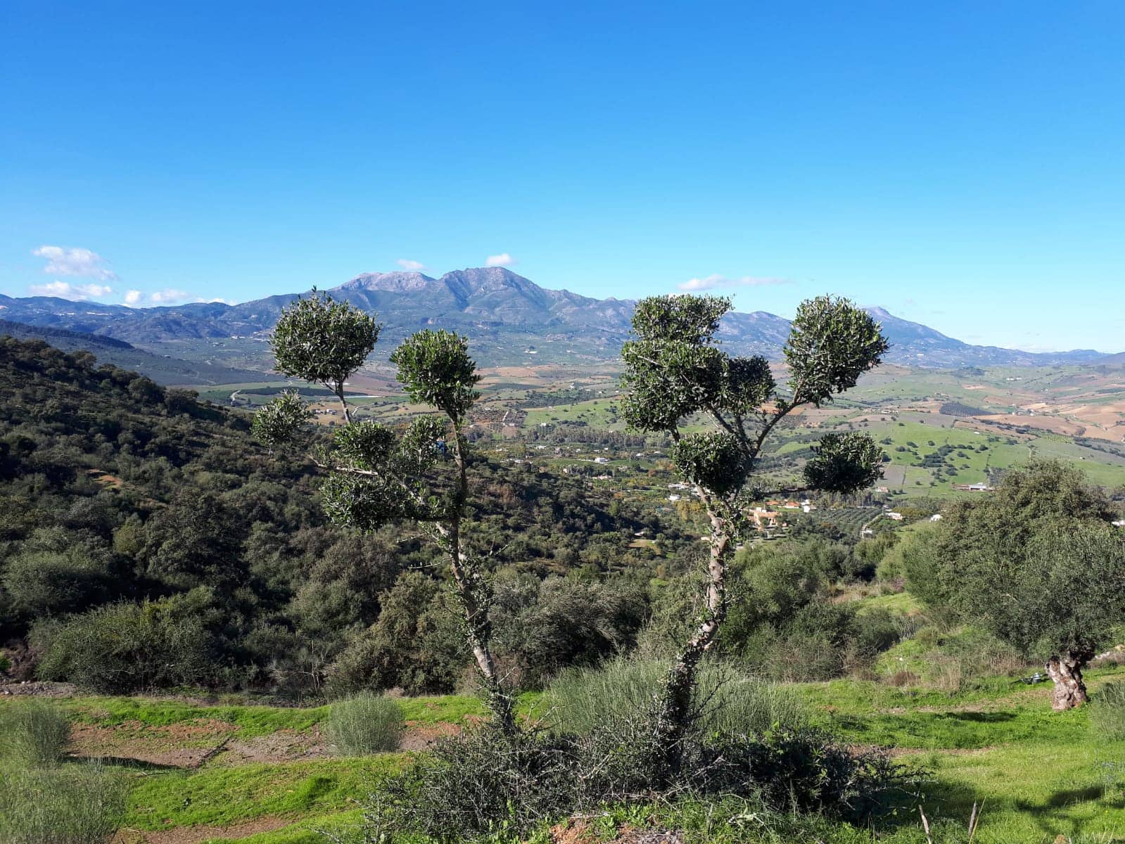 Finca/Landehus til salg i Coin - € 225.000 (Ref: 9203305)