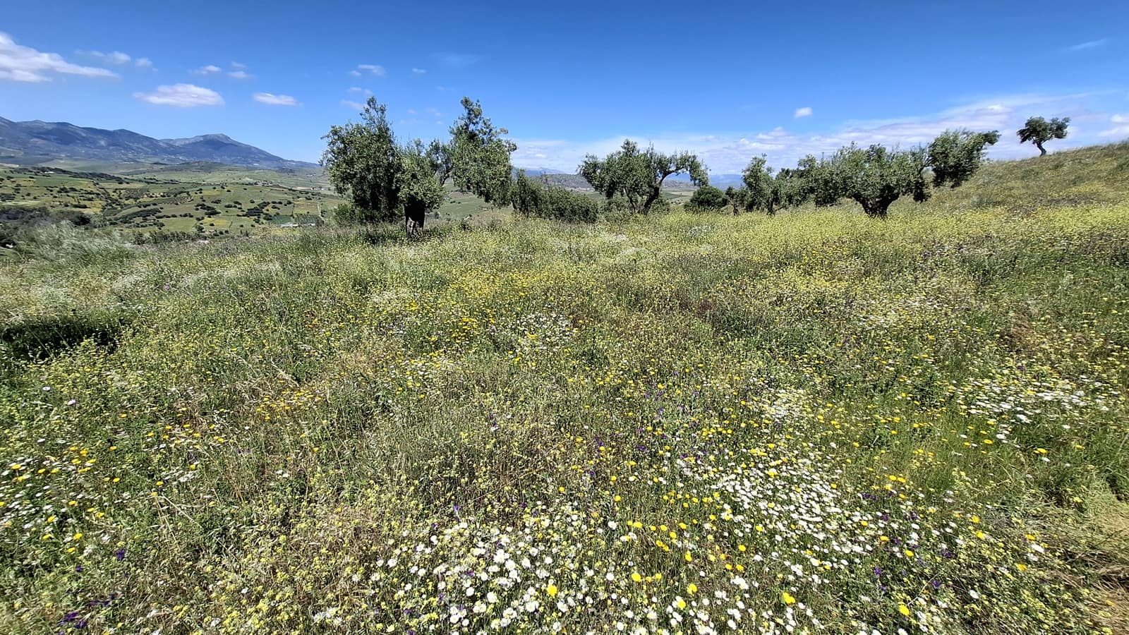 Finca/Landehus til salg i Coin - € 225.000 (Ref: 9203305)