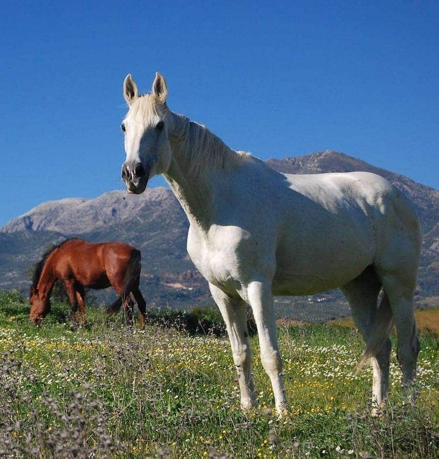 Finca/Landehus til salg i Coin - € 300.480 (Ref: 9208925)