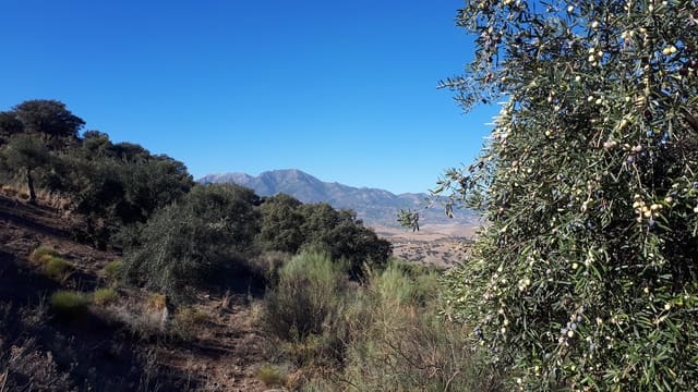 Finca/Landehus til salg i Coín - € 300.480 (Ref: 9208925)