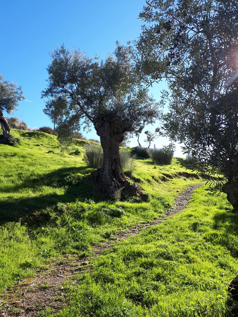 Finca/Landgut zu verkaufen in Marbella - 400.900 € (Ref: 9209019)