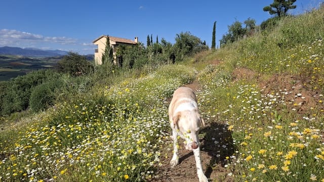 6 bedroom Finca/Country House for sale in Coín - € 905,290 (Ref: 9221551)