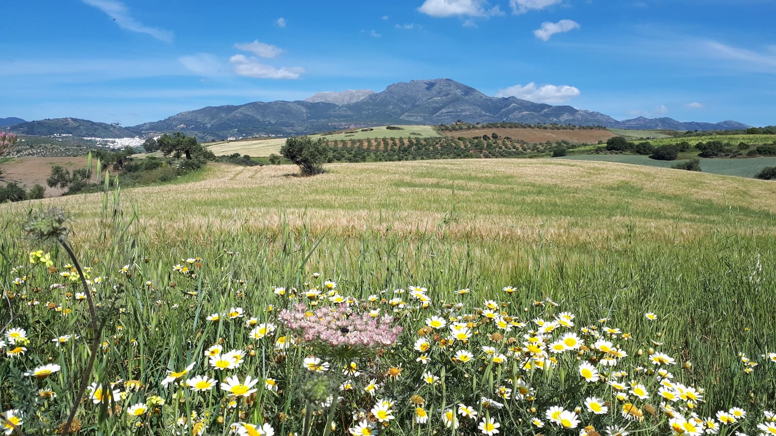 6 soverom Finca/Herregård til salgs i Coin - € 905 290 (Ref: 9221551)