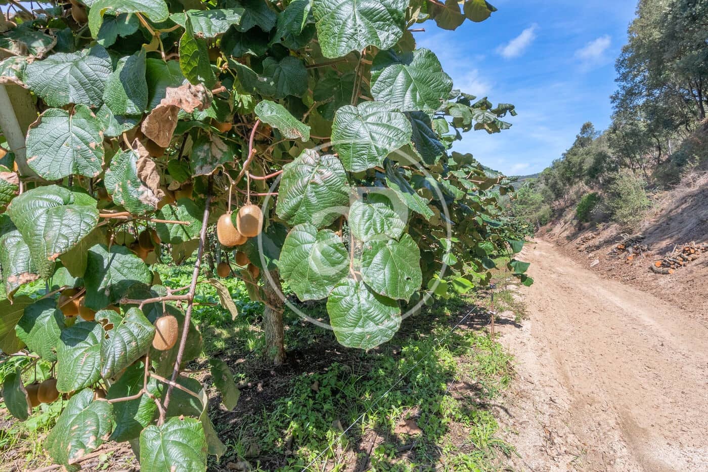 6 makuuhuone Maalaistalo myytävänä paikassa Sant Andreu de Llavaneres - 1 975 000 € (Ref: 8855040)