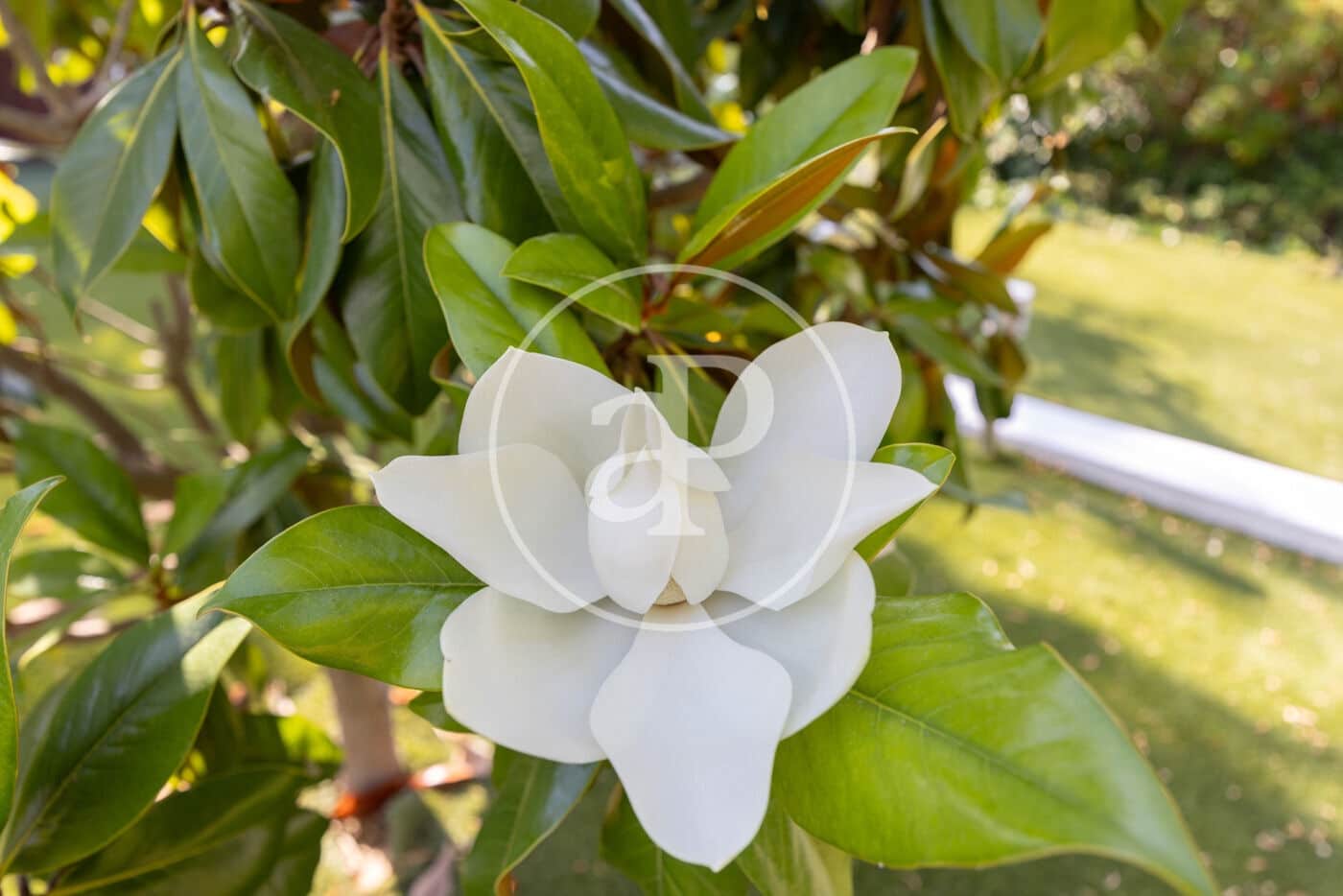 6 soverom Villa til salgs i Teia med svømmebasseng - € 2 600 000 (Ref: 9075042)