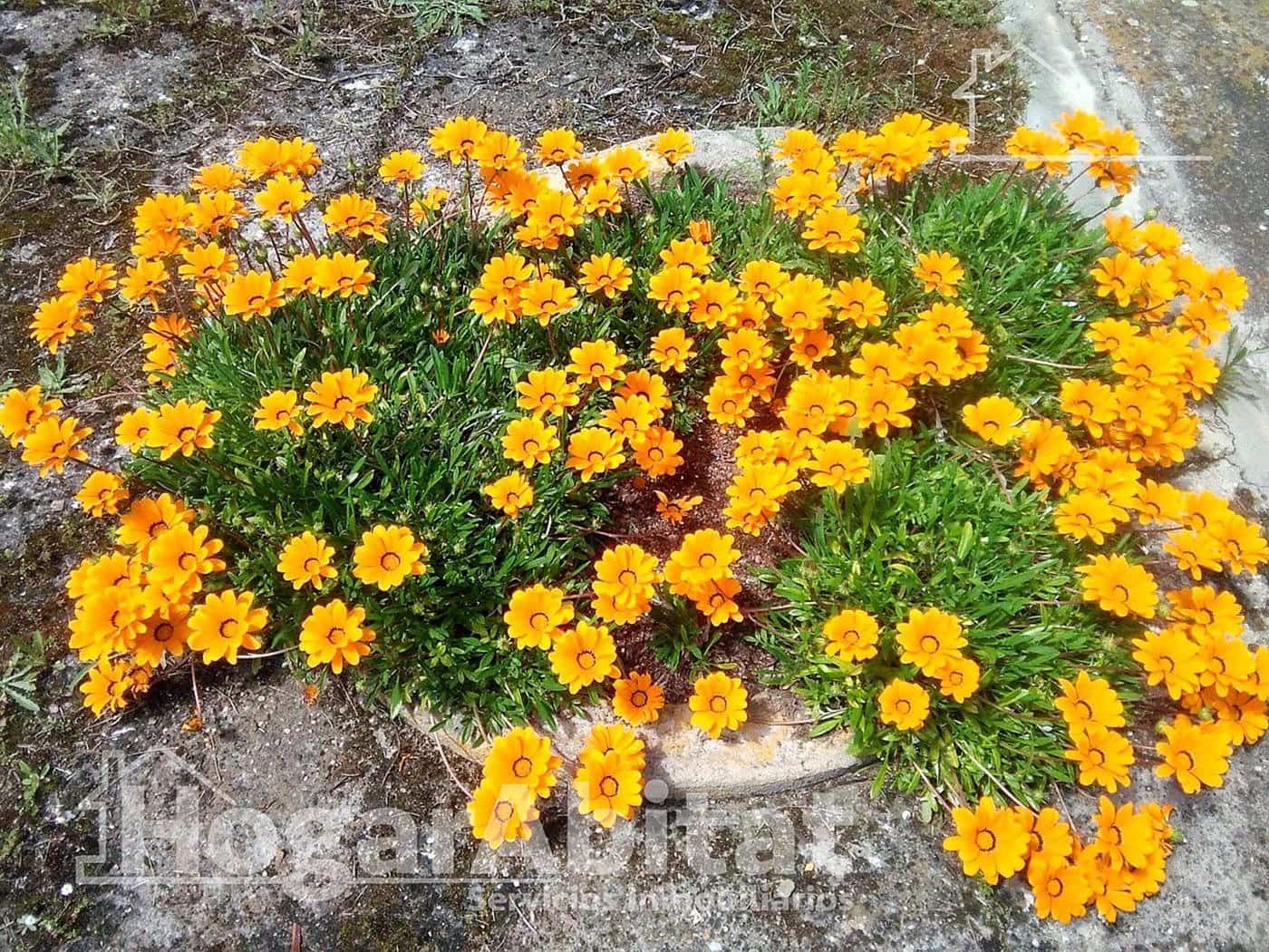 4 soverom Villa til salgs i Badajoz by med svømmebasseng garasje - € 202 000 (Ref: 9780615)