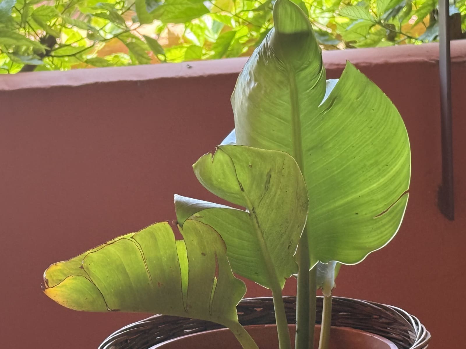 3 bedroom Apartment for sale in Estepona with pool garage - € 630,000 (Ref: 9585445)