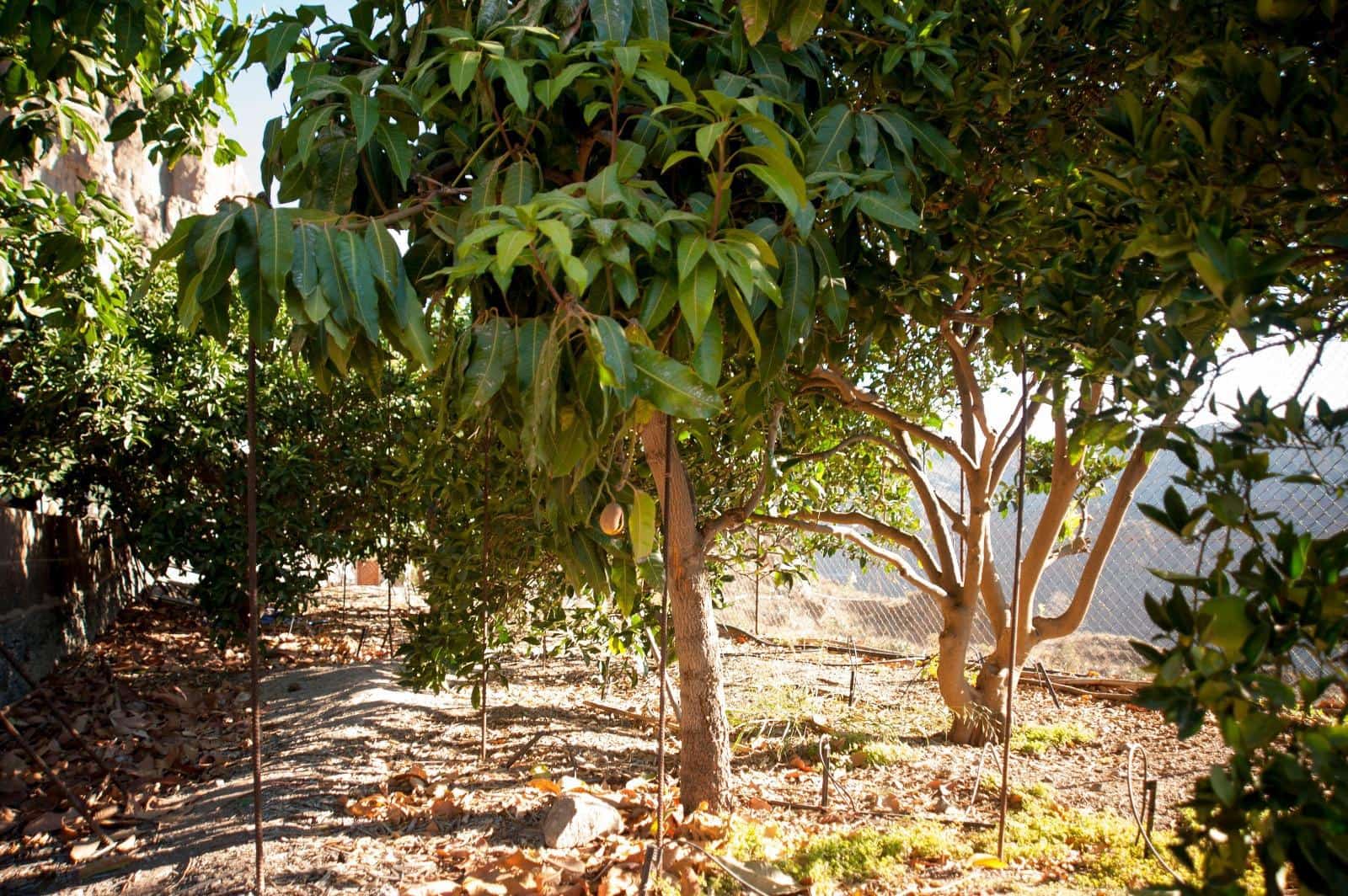 Finca/Country House for sale in Mogan - € 103,000 (Ref: 10024257)