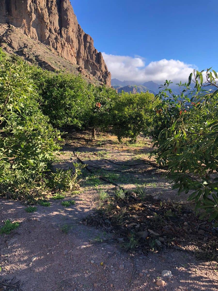 Rakentamaton maa myytävänä paikassa Mogan - 56 500 € (Ref: 7984538)