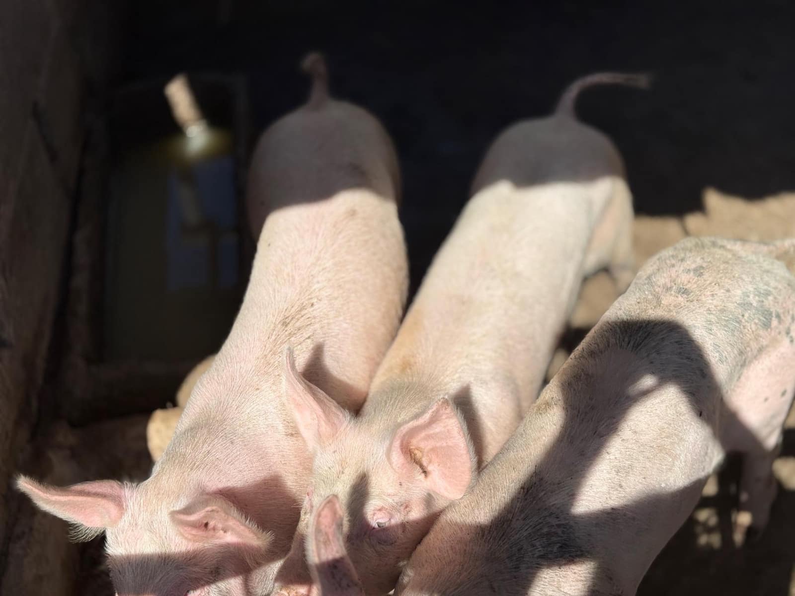 5 Zimmer Finca/Landgut zu verkaufen in La Aldea de San Nicolas - 850.000 € (Ref: 9602803)