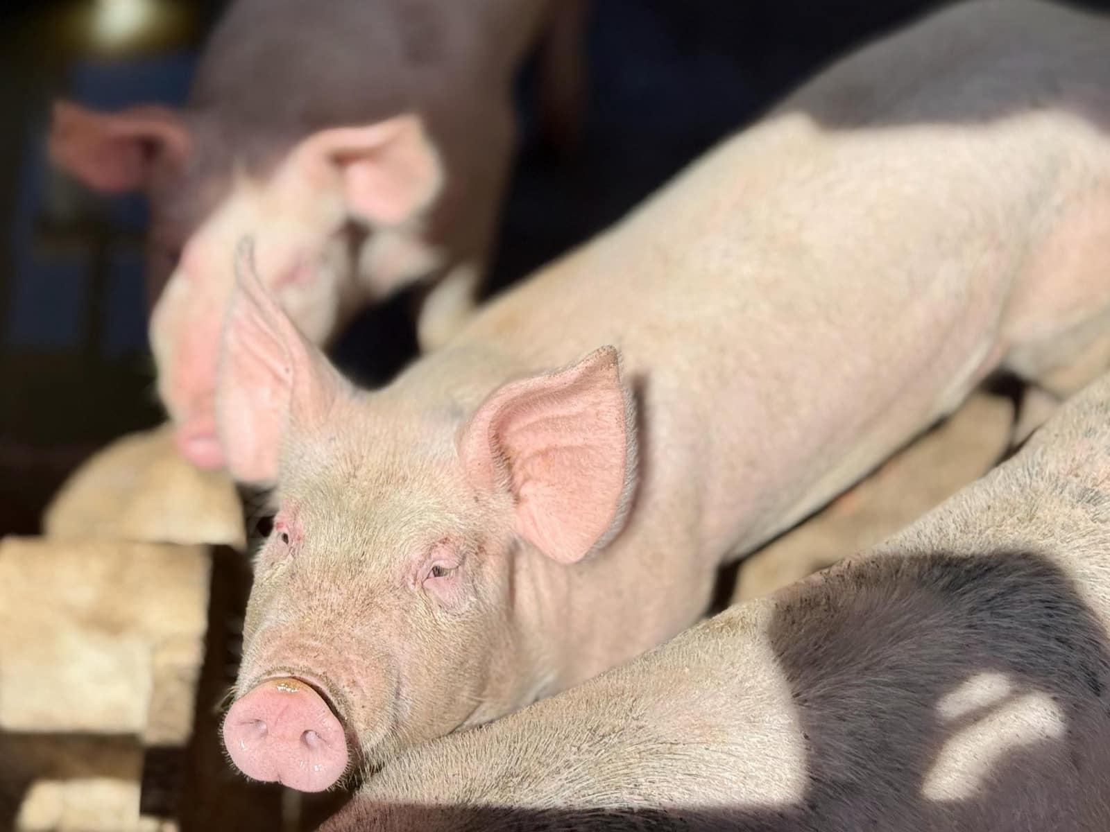 5 Zimmer Finca/Landgut zu verkaufen in La Aldea de San Nicolas - 850.000 € (Ref: 9602803)