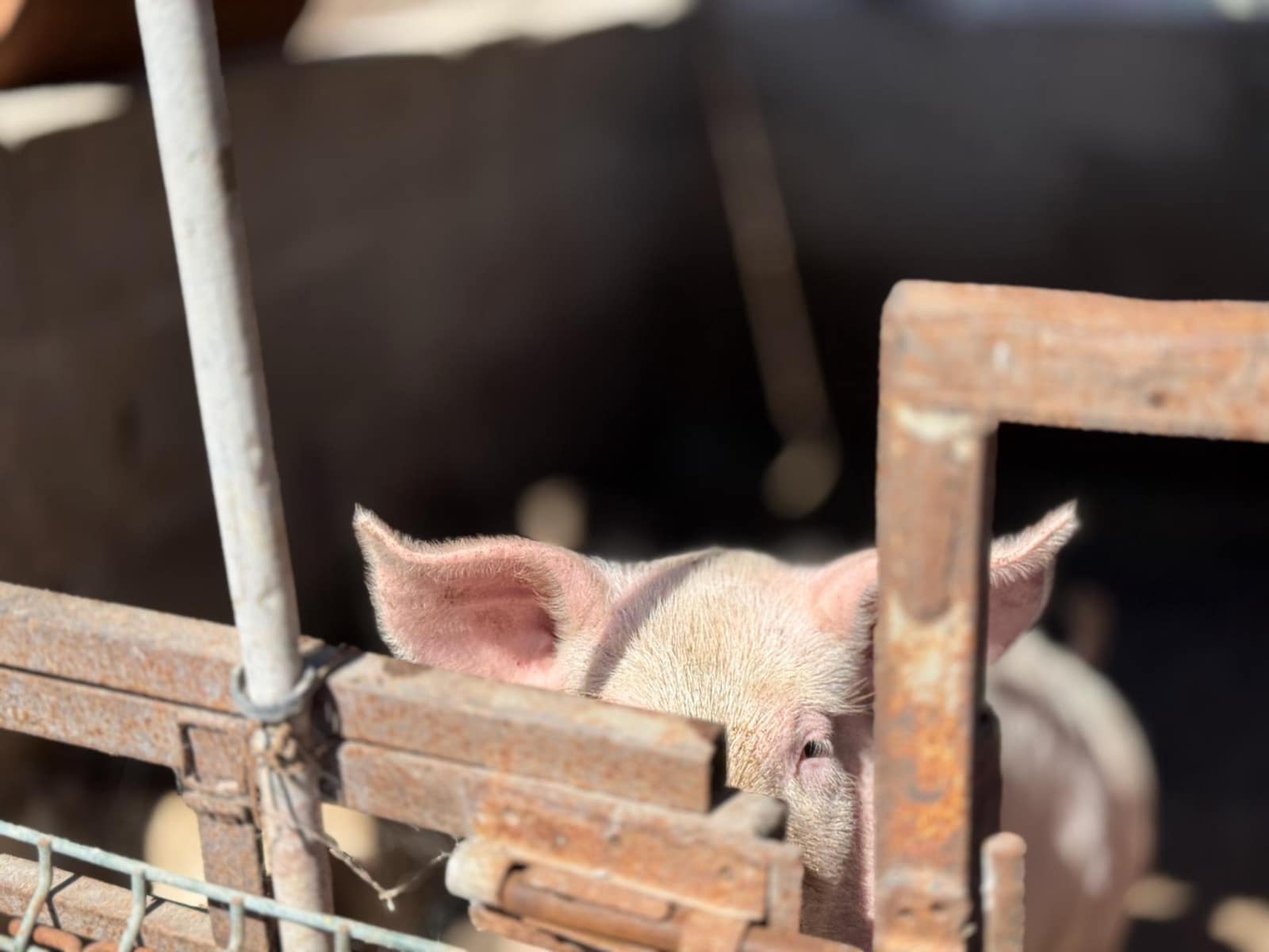 5 Zimmer Finca/Landgut zu verkaufen in La Aldea de San Nicolas - 850.000 € (Ref: 9602803)