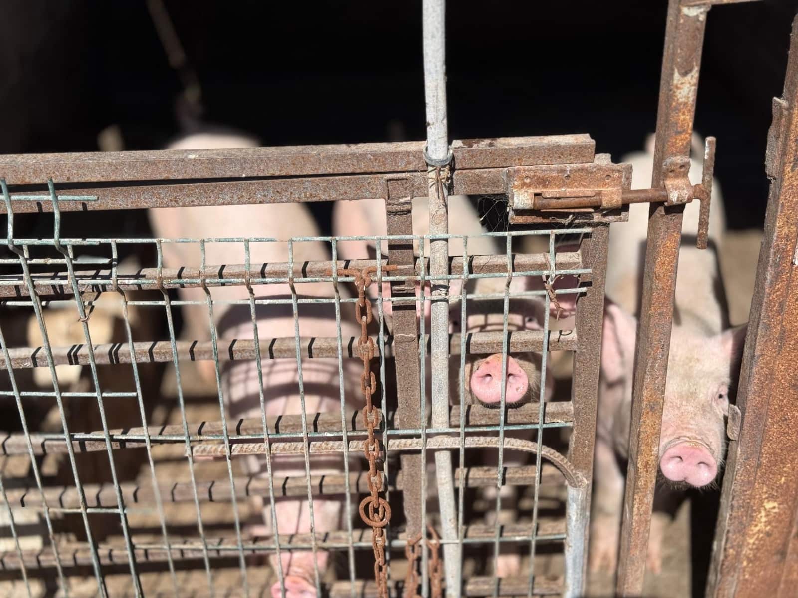 5 Zimmer Finca/Landgut zu verkaufen in La Aldea de San Nicolas - 850.000 € (Ref: 9602803)