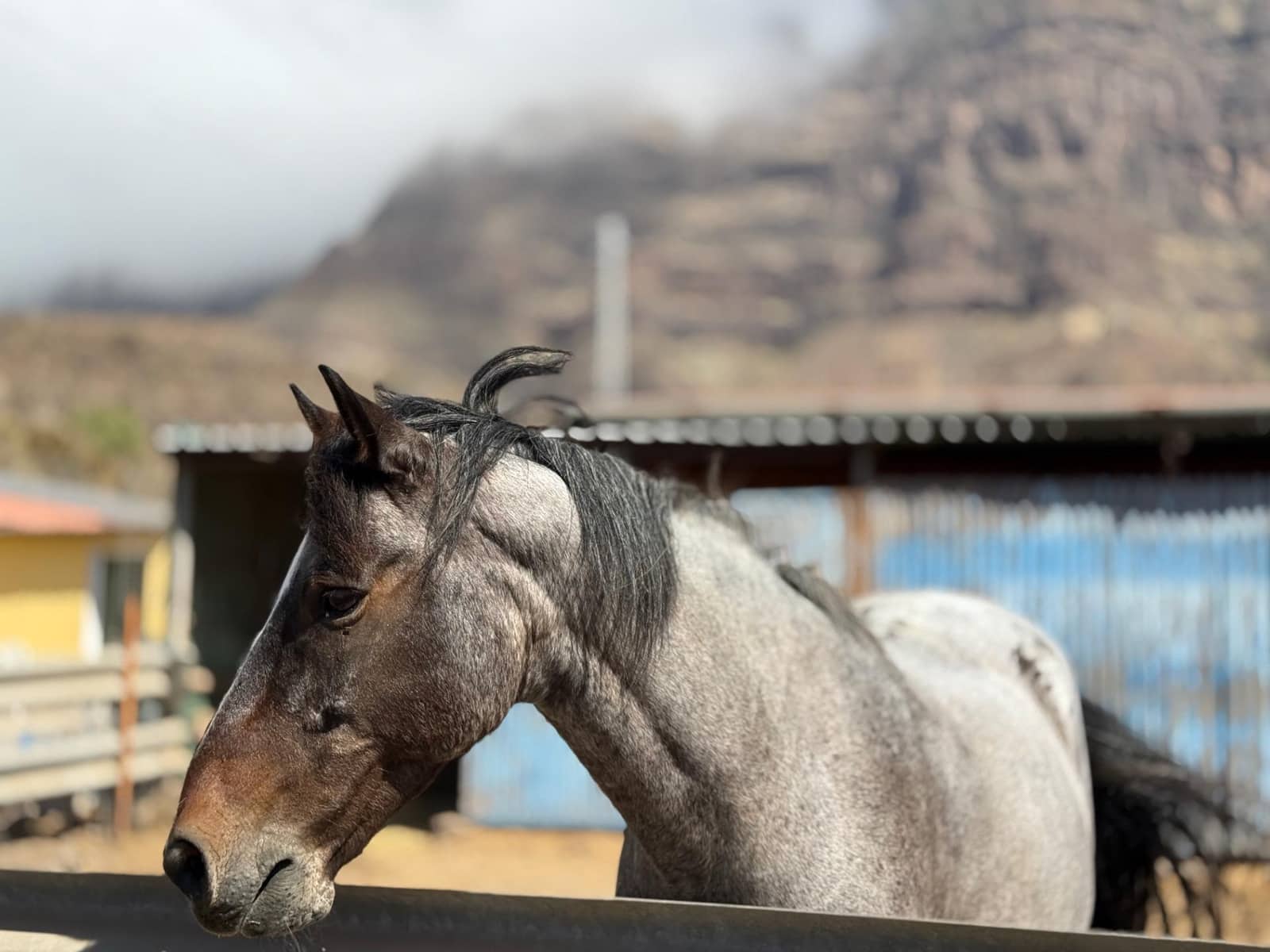 5 Zimmer Finca/Landgut zu verkaufen in La Aldea de San Nicolas - 850.000 € (Ref: 9602803)