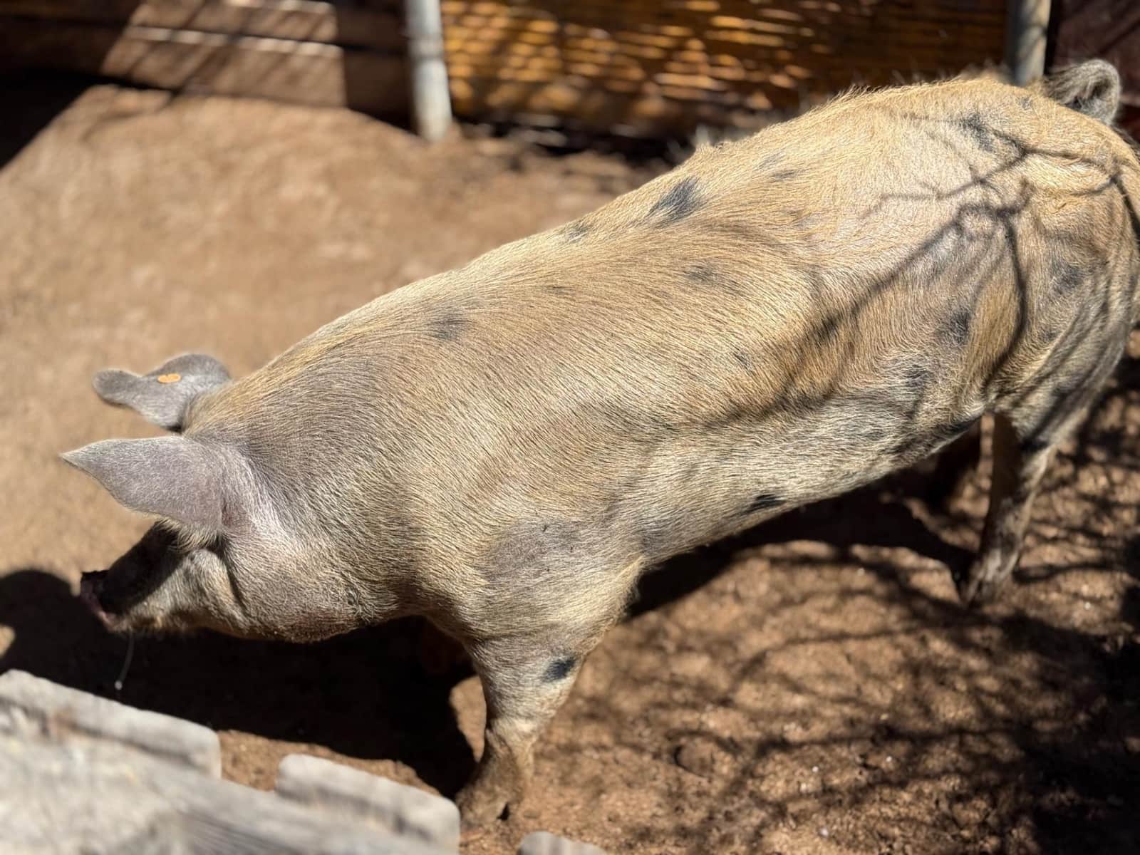 5 Zimmer Finca/Landgut zu verkaufen in La Aldea de San Nicolas - 850.000 € (Ref: 9602803)