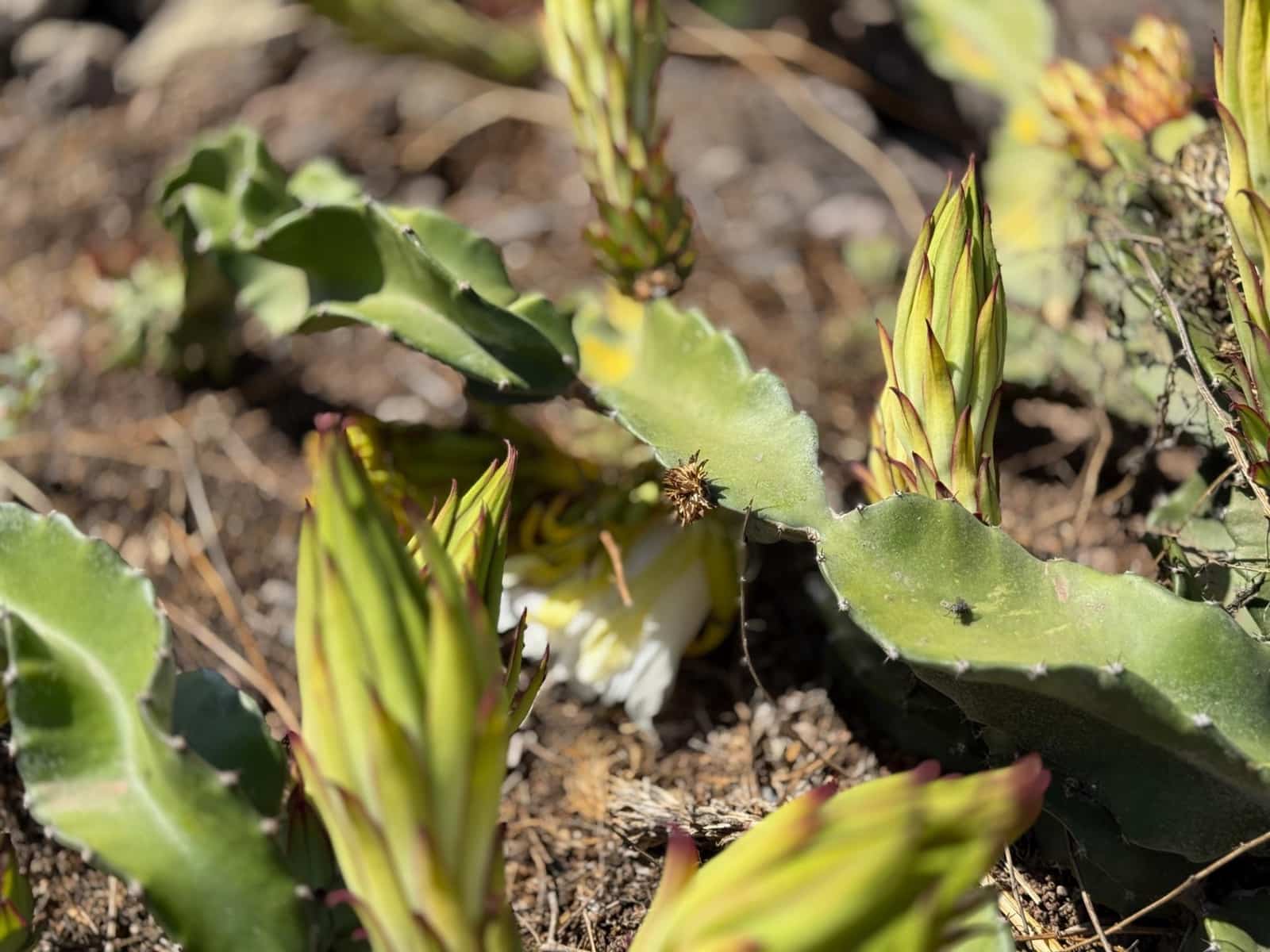 5 Zimmer Finca/Landgut zu verkaufen in La Aldea de San Nicolas - 850.000 € (Ref: 9602803)