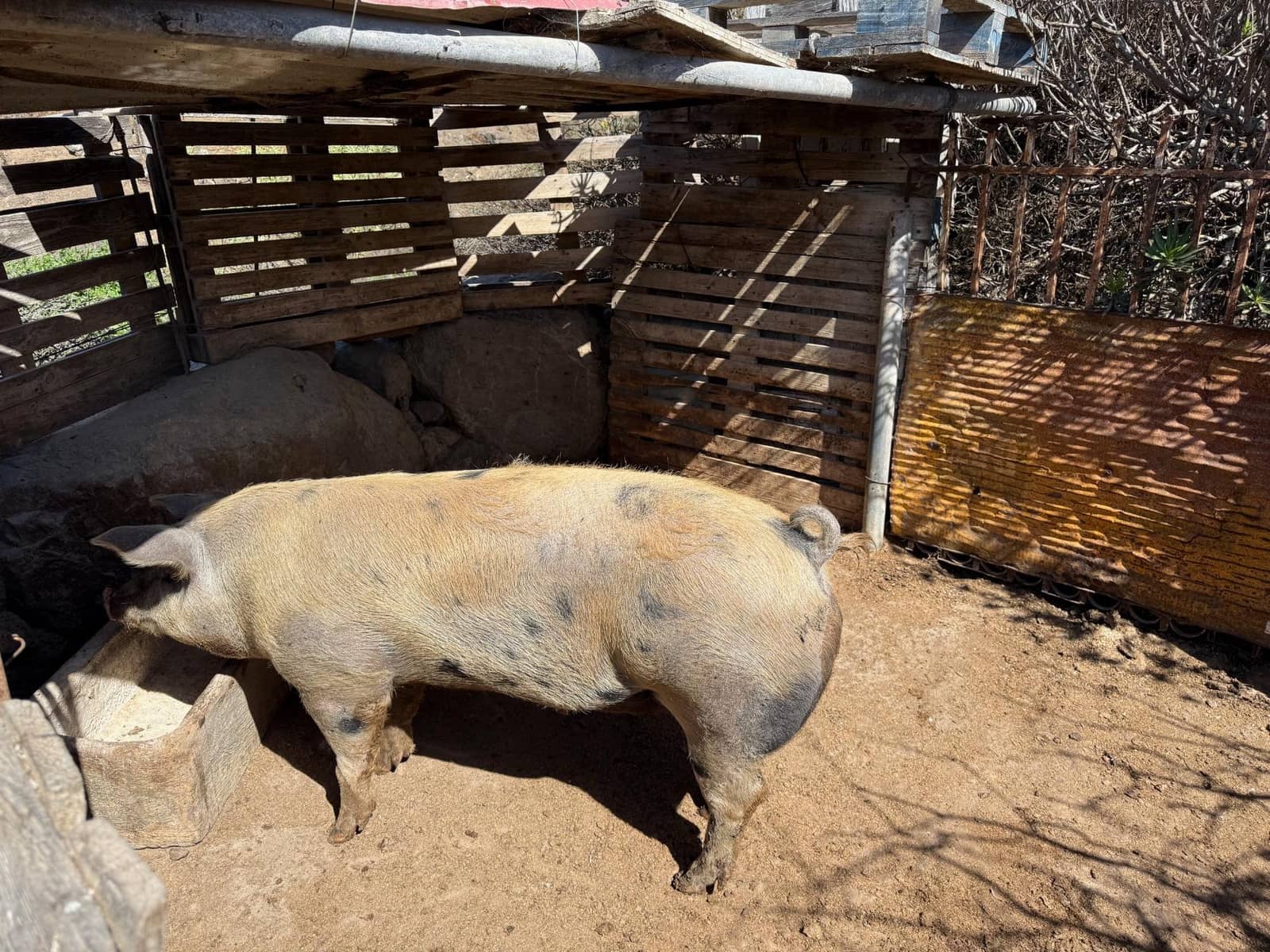 5 Zimmer Finca/Landgut zu verkaufen in La Aldea de San Nicolas - 850.000 € (Ref: 9602803)