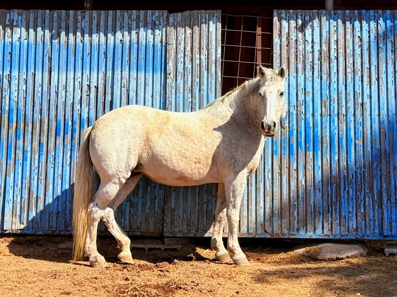 5 Zimmer Finca/Landgut zu verkaufen in La Aldea de San Nicolas - 850.000 € (Ref: 9602803)