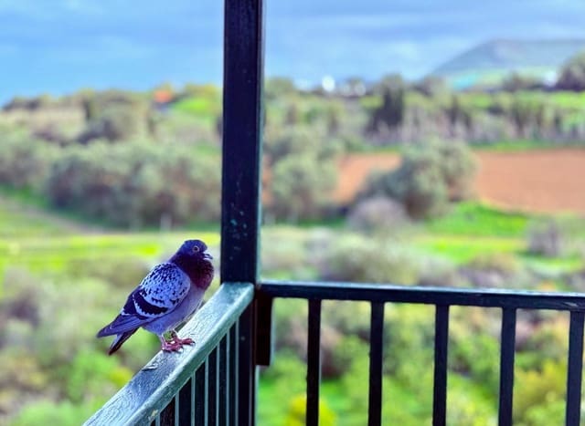 6 makuuhuone Maalaistalo myytävänä paikassa Telde - 12 000 000 € (Ref: 9602814)