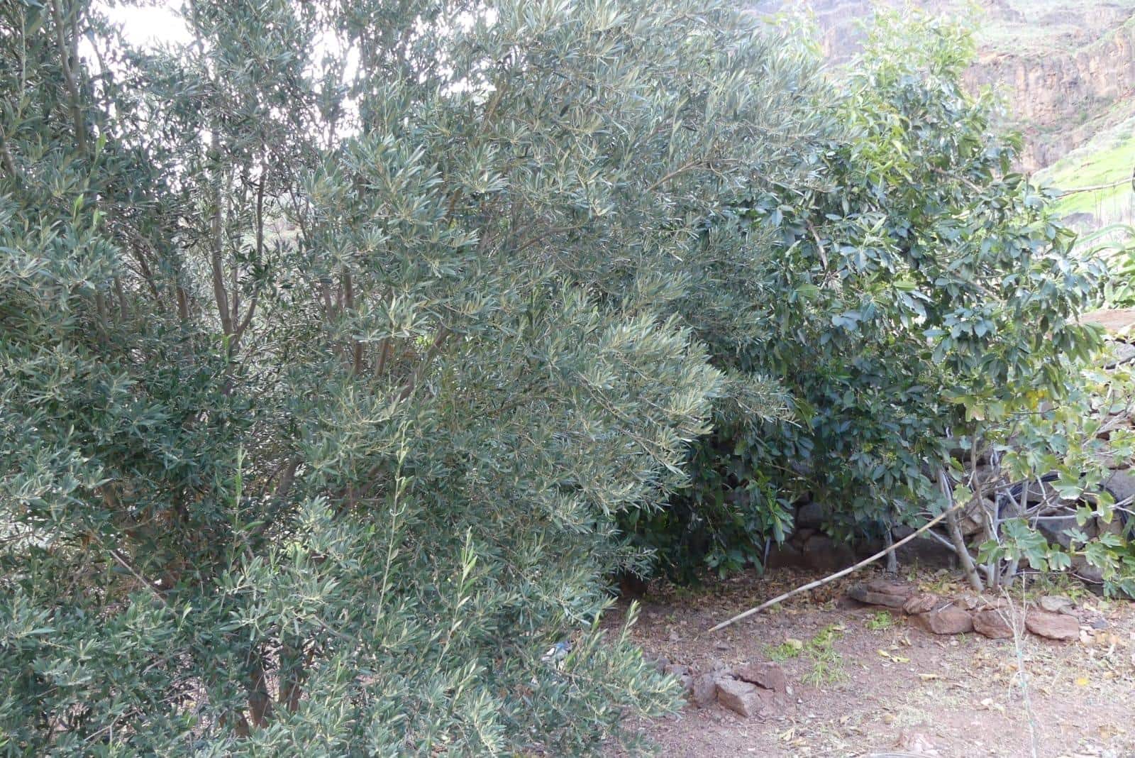 Ubebygd land til salgs i Chira - € 130 000 (Ref: 9670781)