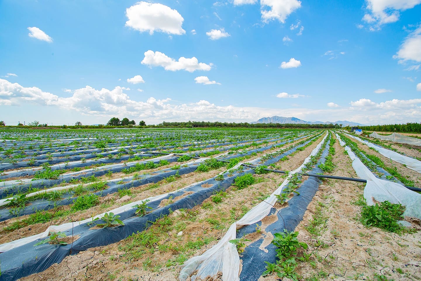 1 quarto Quinta/Casa Rural para venda em San Isidro - 180 000 € (Ref: 6840678)