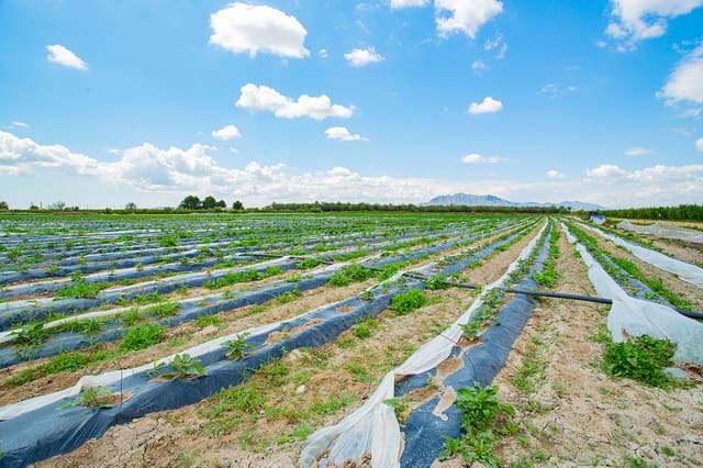 1 bedroom Finca/Country House for sale in San Isidro - € 180,000 (Ref: 6840678)