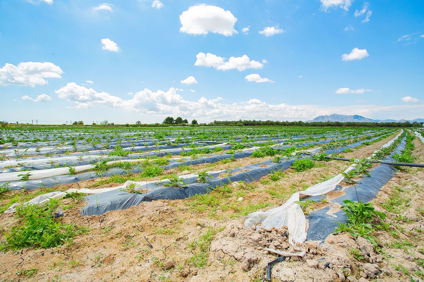 1 quarto Quinta/Casa Rural para venda em San Isidro - 180 000 € (Ref: 6840678)