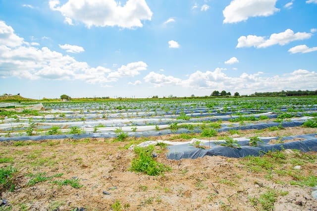 1 bedroom Finca/Country House for sale in San Isidro - € 180,000 (Ref: 6840678)