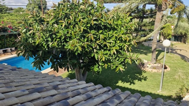 7 soverom Finca/Herregård til salgs i Elche / Elx med svømmebasseng - € 735 000 (Ref: 8571837)