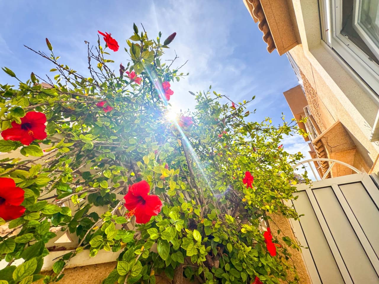 3 sypialnia Dom na sprzedaż w Torrevieja z garażem - 439 000 € (Ref: 9233161)