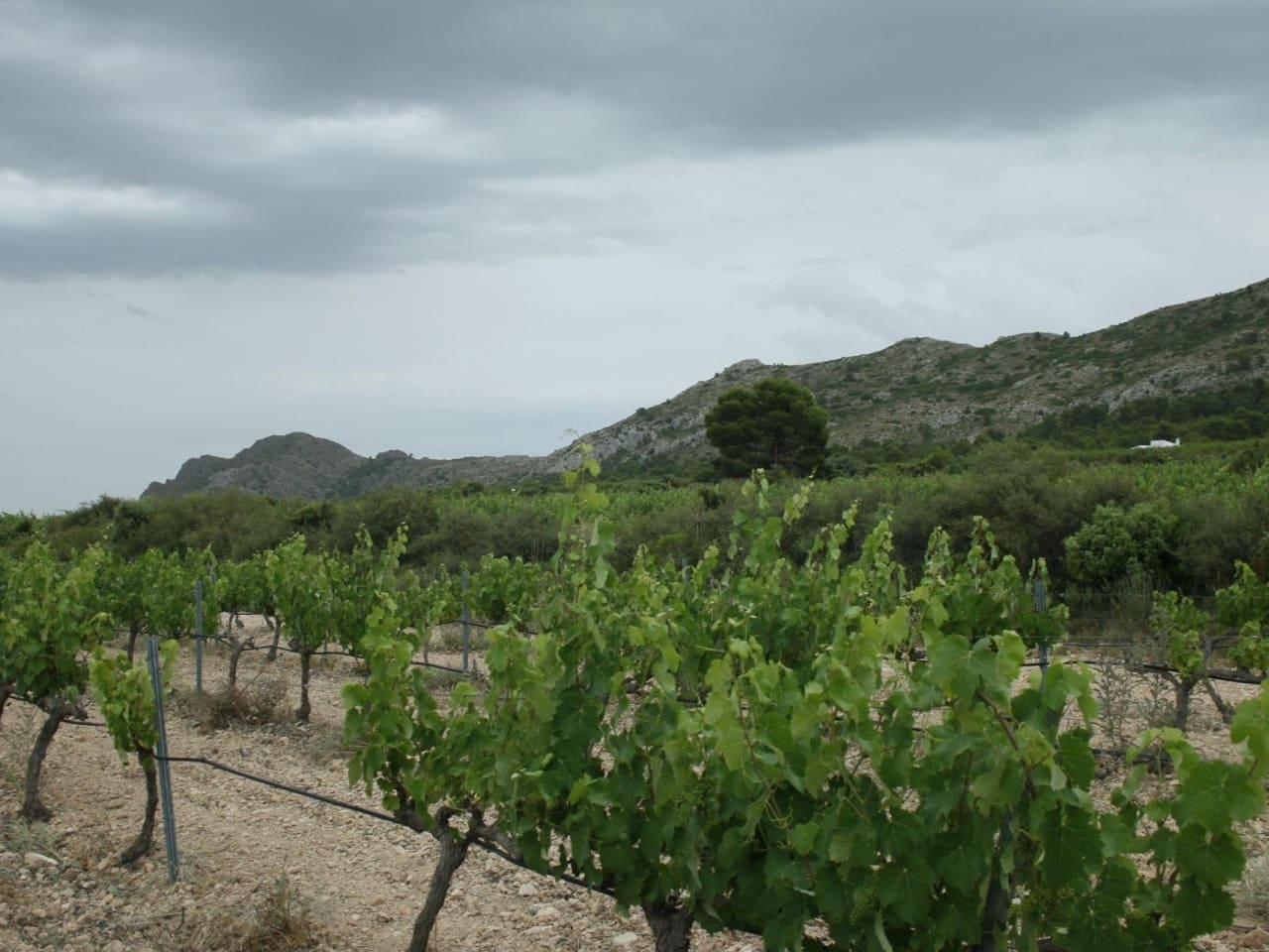 6 bedroom Villa for sale in Yecla with pool garage - € 800,000 (Ref: 9233244)