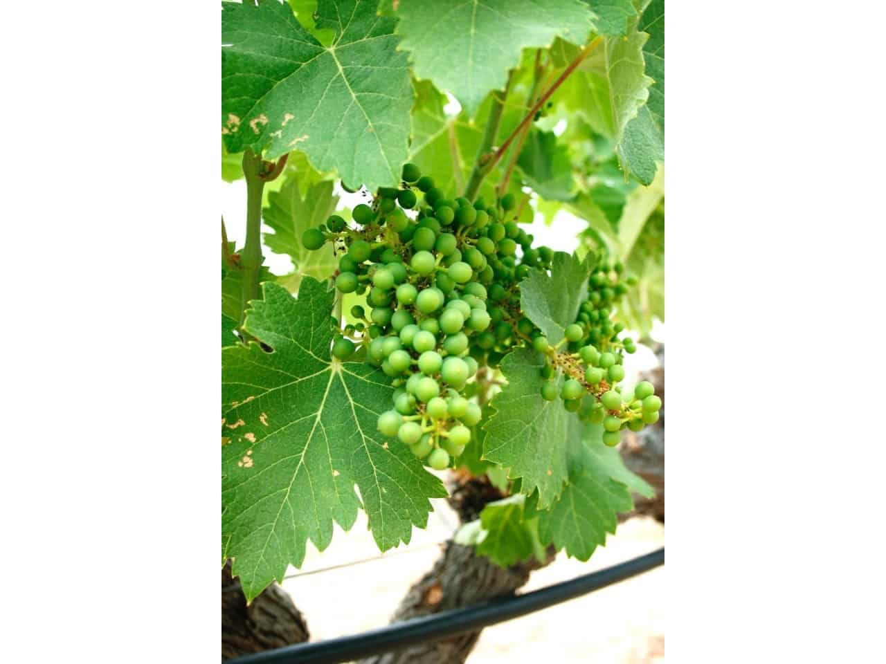 6 bedroom Villa for sale in Yecla with pool garage - € 800,000 (Ref: 9233246)