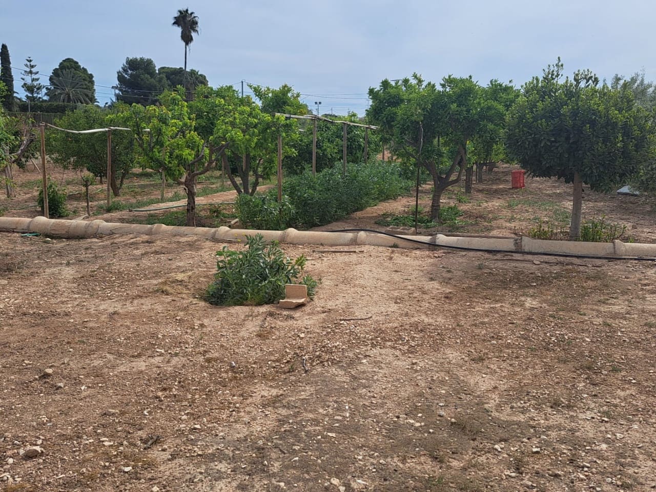 5 soveværelse Finca/Landehus til salg i Novelda med swimmingpool - € 350.000 (Ref: 9233333)