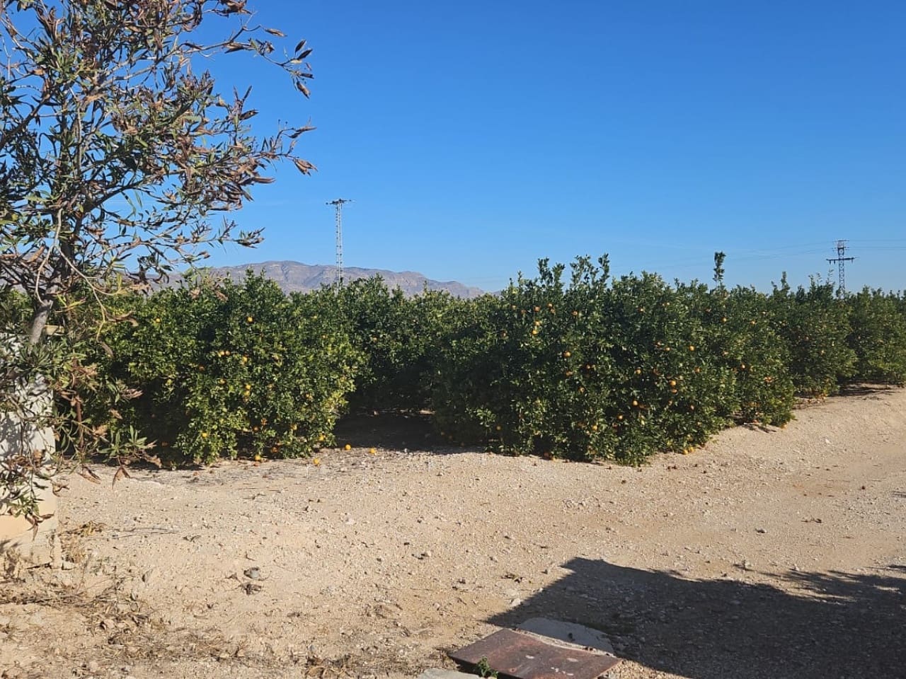 Finca/Hus på landet till salu i Albatera - 129 000 € (Ref: 9233472)