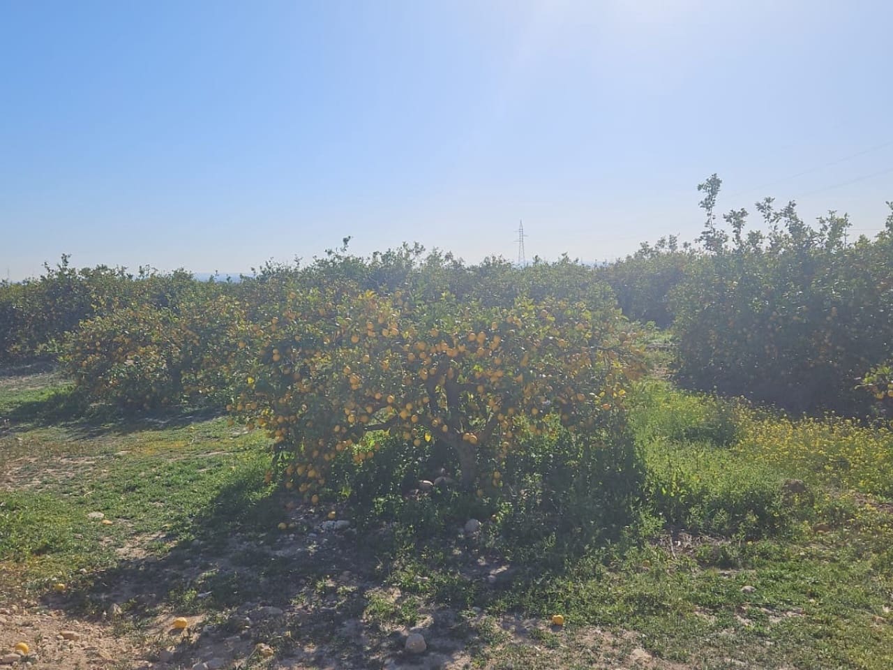 Teren niezagospodarowany na sprzedaż w Albatera - 95 000 € (Ref: 9233487)