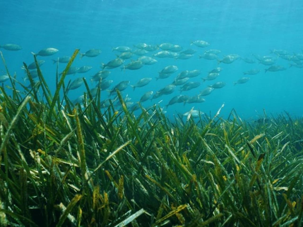 4 Zimmer Villa zu verkaufen in Benissa mit Pool - 3.950.000 € (Ref: 9233496)