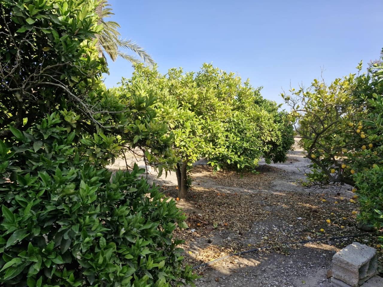 4 soveværelse Finca/Landehus til salg i Elche / Elx med garage - € 285.000 (Ref: 9233595)