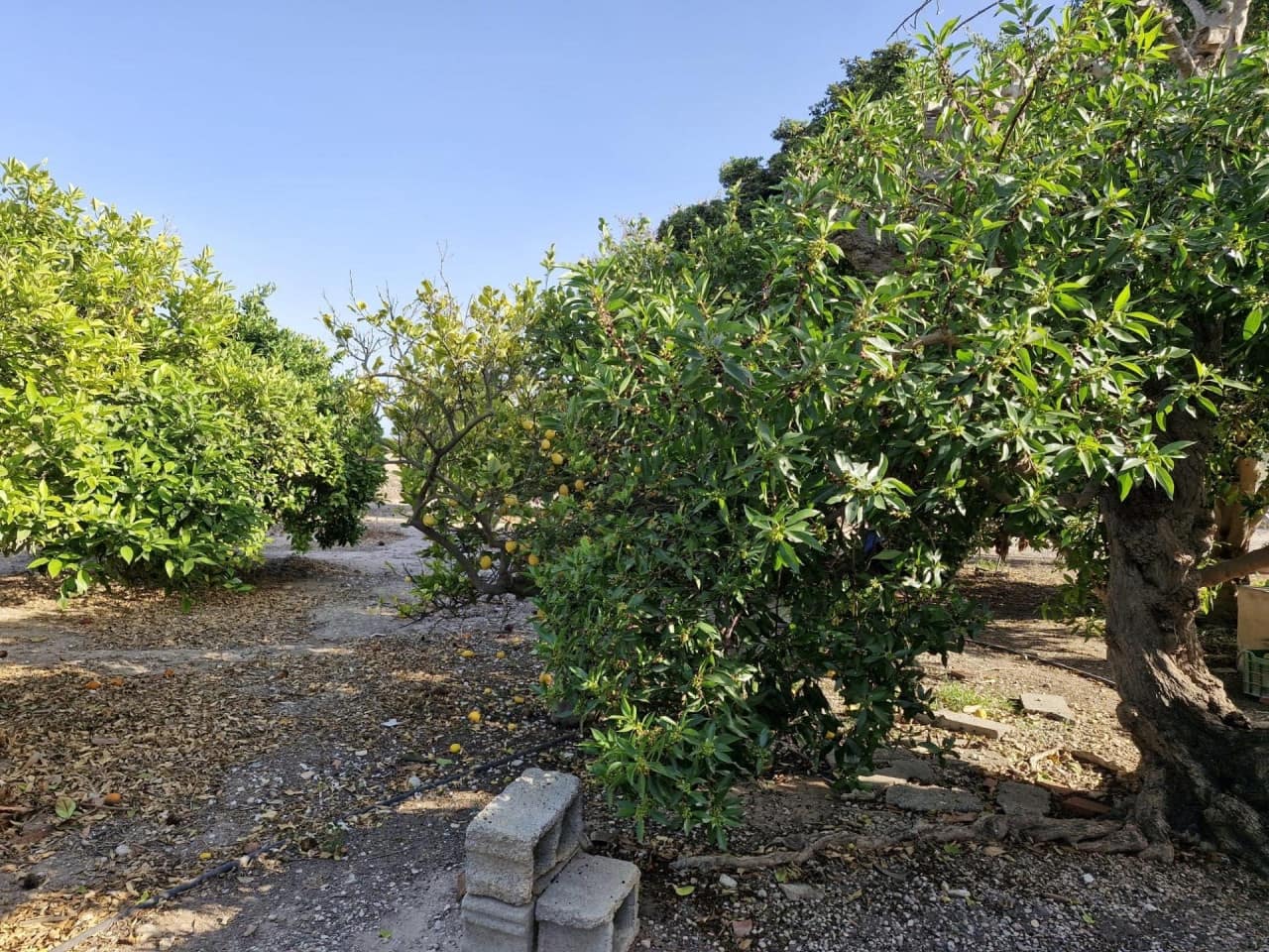 4 soveværelse Finca/Landehus til salg i Elche / Elx med garage - € 285.000 (Ref: 9233595)