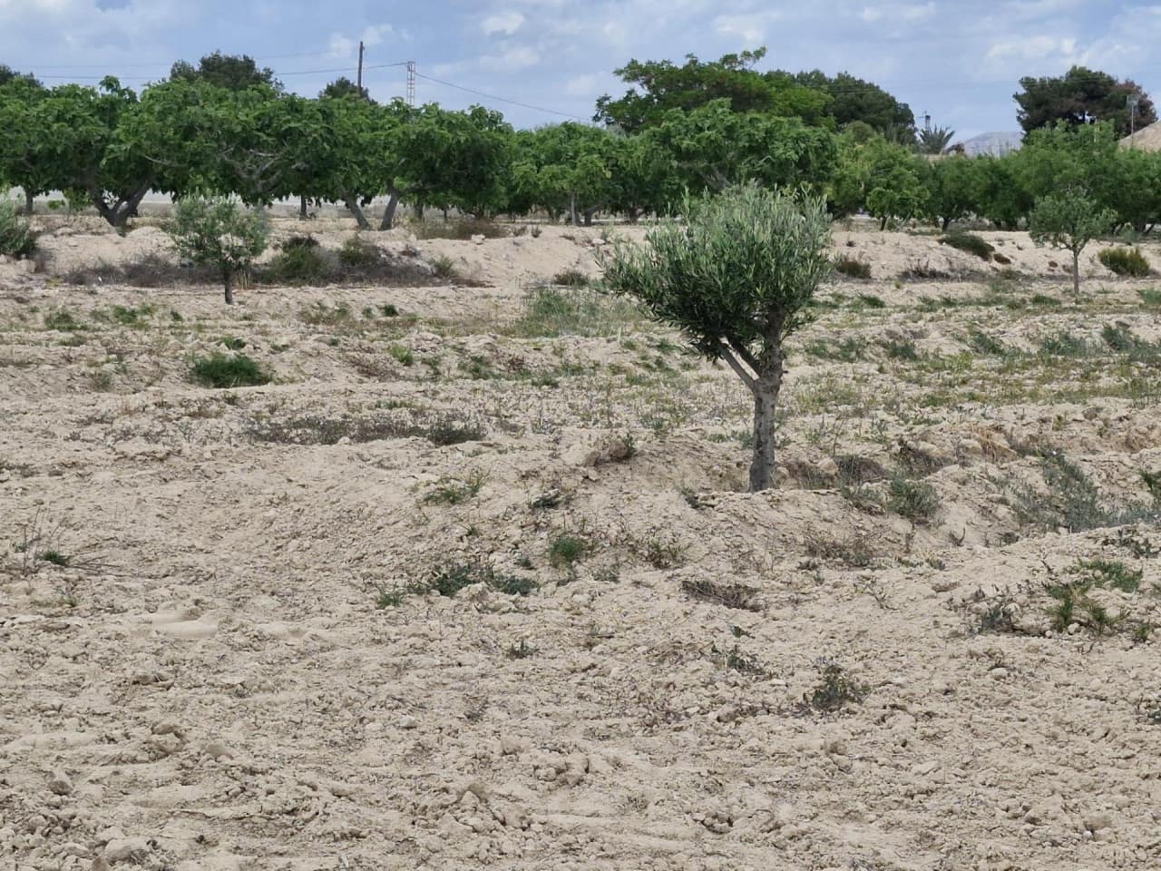 4 soveværelse Finca/Landehus til salg i Elche / Elx med garage - € 285.000 (Ref: 9233595)