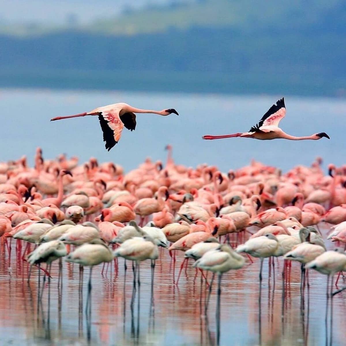 2 Zimmer Apartment zu verkaufen in Villamartin mit Pool - 232.000 € (Ref: 9233619)